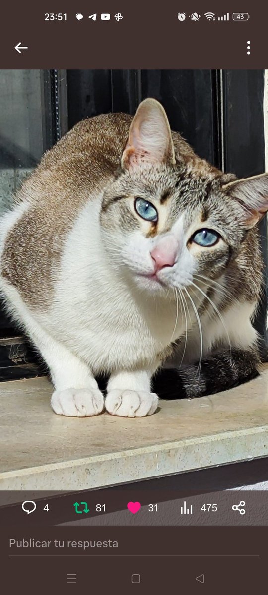 POR FAVOR NO OS OLVIDÉIS 
DE LOS 11 GATOS DE JESÚS ,
EL ANIMALISTA FALLECIDO EN
ACCIDENTE, SE HAN QUEDADO SOLOS, SIN NADA‼️🆘
Ayudemos a que encuentren un hogar, #Adopta, difunde! 🙏
 #Gilet #Valencia #gatos
<a href="/ElSindigato2021/">@elsindigato</a> 
☎️ 625 37 62 71