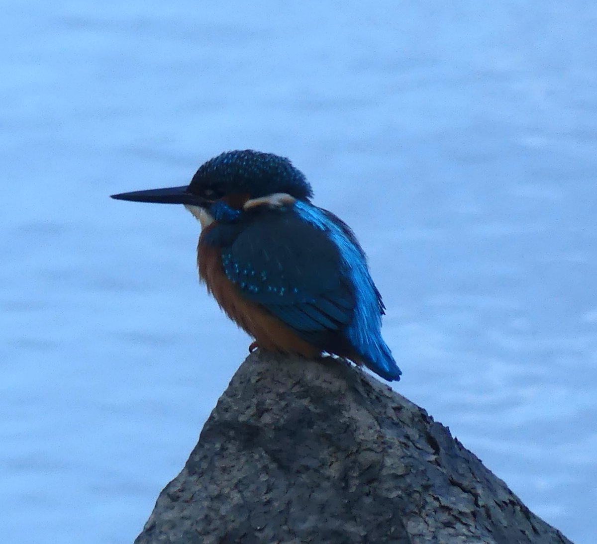 This Kingfisher posed beautifully this morning at Trimpley Reservoir but the light just wasn't good enough for a decent pic. That's my excuse anyway.