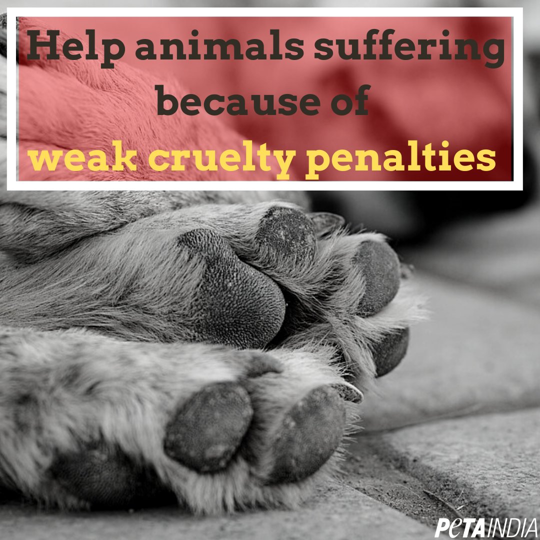 PetaIndia's tweet photo. People who abuse animals, whether by kicking, hitting, killing, or harming them in any other way, deserve a stricter punishment than a paltry Rs 50 fine. 
Sign our petition to help strengthen the law: https://t.co/py6KQmyvea.

#InternationalAnimalRightsDay https://t.co/P5Lmbvo0sx