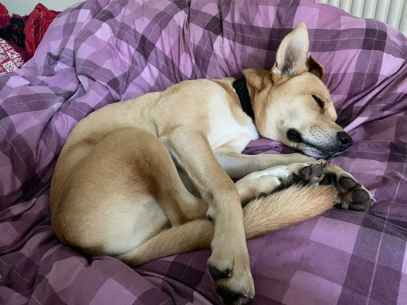 That post-walk nap is something else 😍 Luffy loves exploring, so we hope he can start a new adventure soon with his very own family 💛 @DT_Loughborough Image description: Luffy is a large light brown crossbreed with pointy ears. He is curled up on a purple blanket fast asleep.