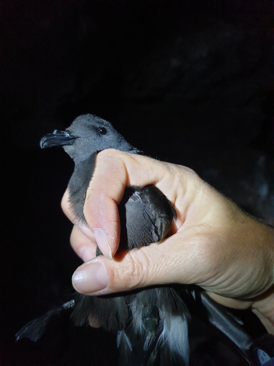 One more GLS logger back from #Egg island. This #StormPetrel has just started incubating an egg. #nestchecks #CUStormies @SeabirdEcology #biologging #seabird #conservation #luckyfind