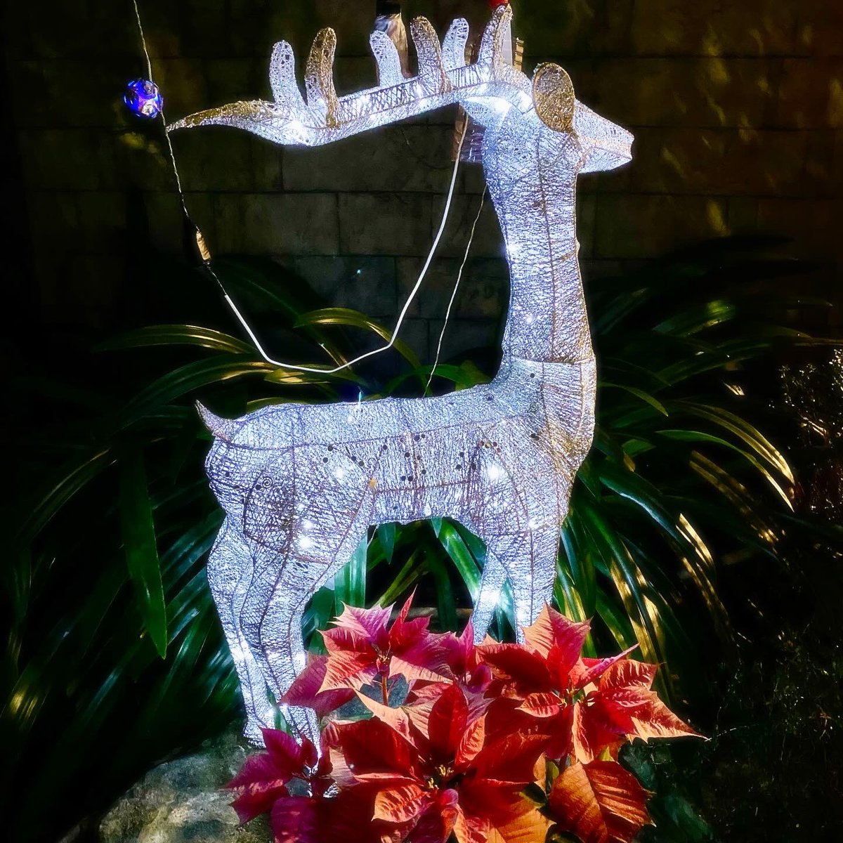 mapleton_motel's tweet photo. 楓采今年的耶誕跨年佈置在櫃台旁多了閃耀的金銀鹿 🦌 We wish you a merry Christmas and a happy new year! 🎄 https://t.co/UcsI87yBbq