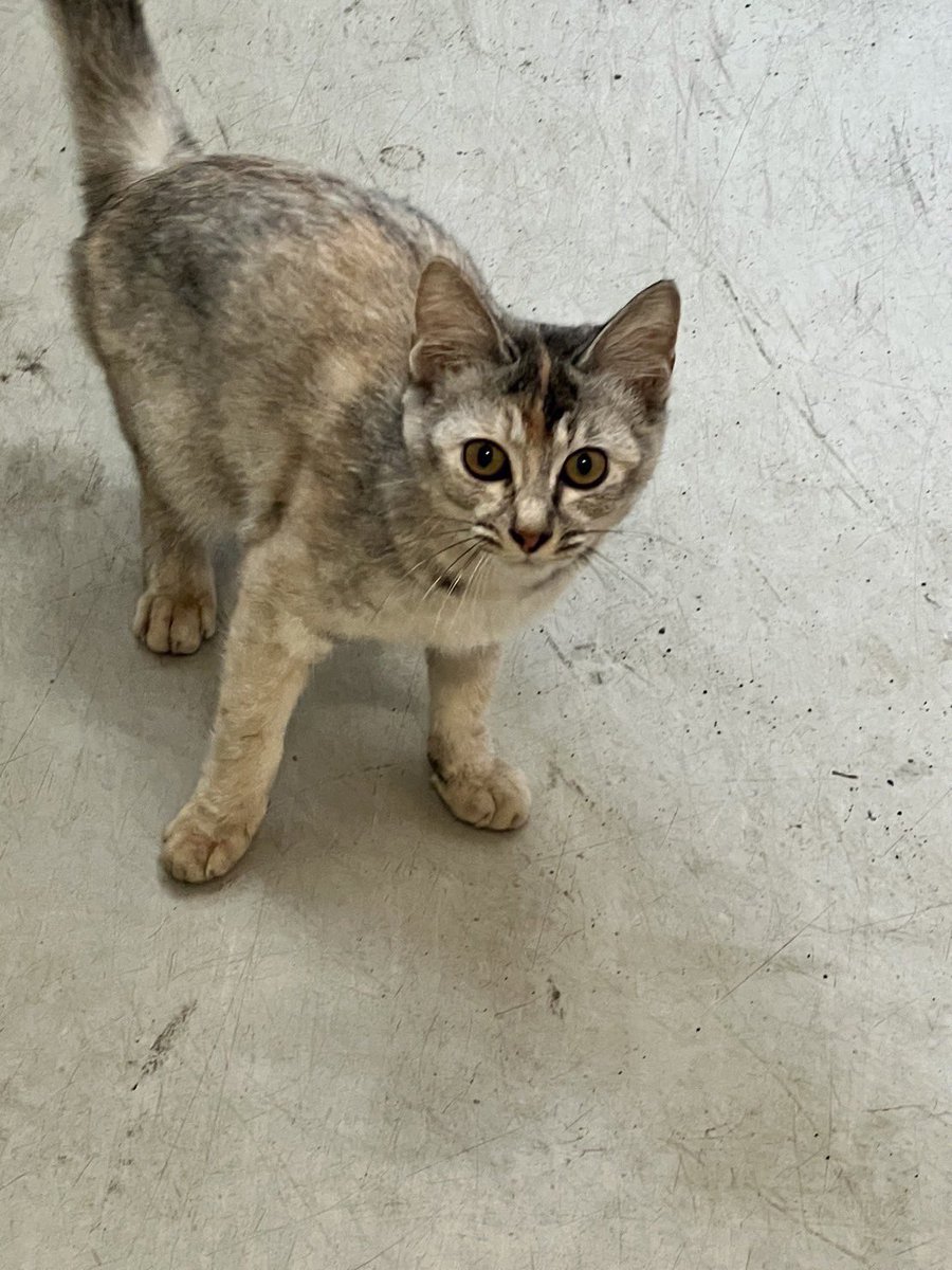元祖バケネコきのこ🐈⬛ tweet media