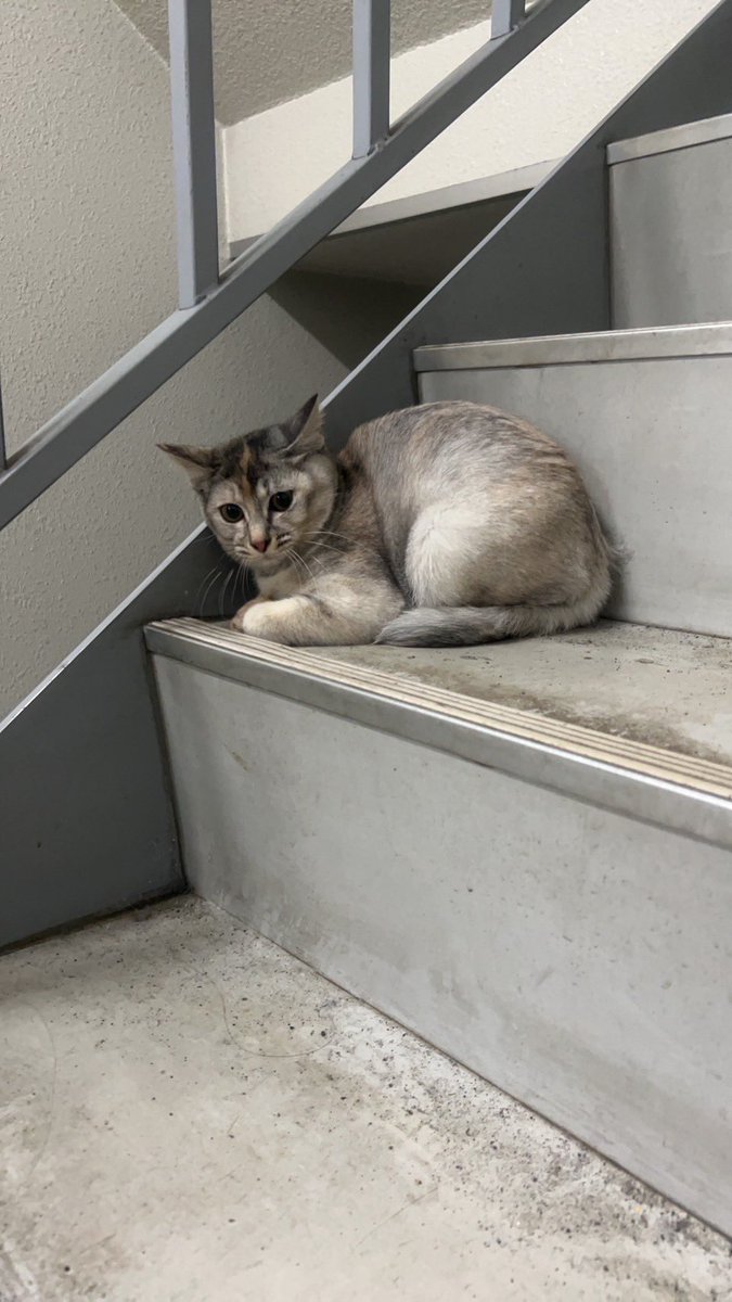 元祖バケネコきのこ🐈⬛ tweet media