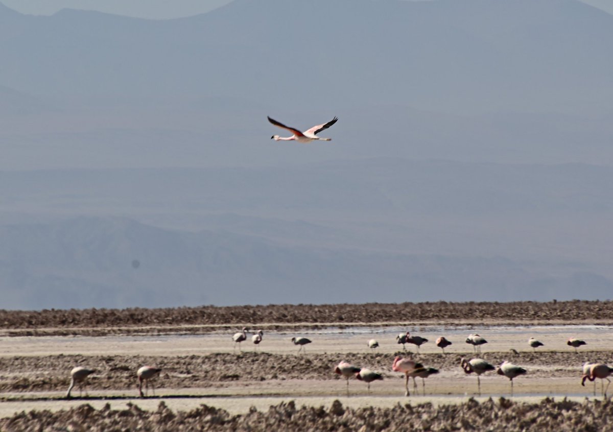 nascarcasm's tweet photo. Yesterday, hand to God, I learned that flamingos can fly. I didn't think they could. I thought their pink asses just kind of stood there posing in the water, and that they were like the obnoxious influencer of birds. Ostriches with a glow up. Crazy. #Chile #KnowledgeIsKing https://t.co/IflKn6rxoz
