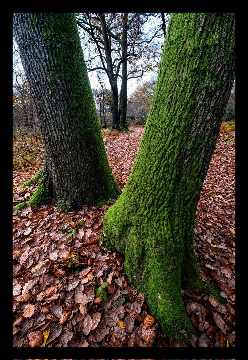 stevestufff's tweet photo. V-Tree.

Swithland Wood, Leicestershire, UK.

#photography #photooftheday #woodlandphotography #autumn https://t.co/GODtDBaktx