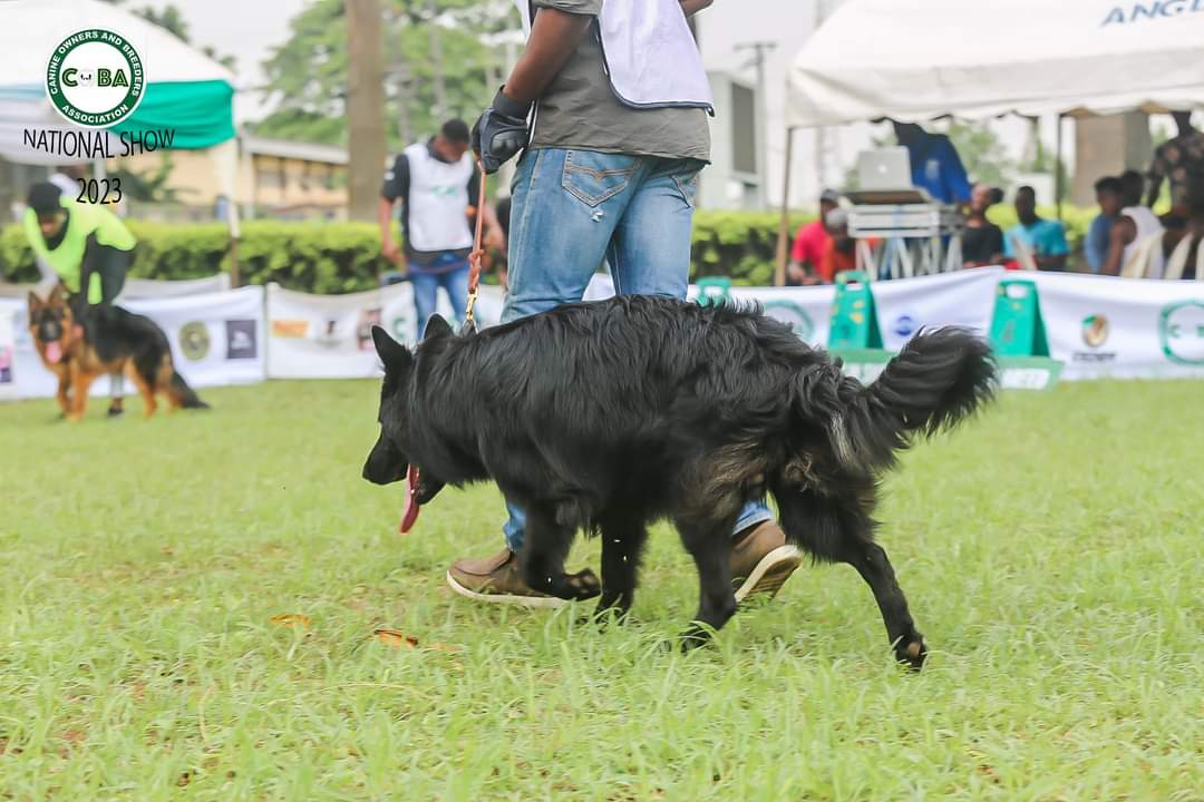 Gsdba_Nigeria's tweet photo. Ulf Alpha won Best Junior Long Stock Hair. 
Owner - @Pellypaws https://t.co/VvVTBc2OCg