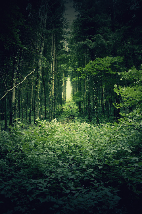 balanceinstyle's tweet photo. Deep In The Forest, France #DeepInTheForest #France https://t.co/r2nXhJbUPU https://t.co/X4q3NCjHBd
