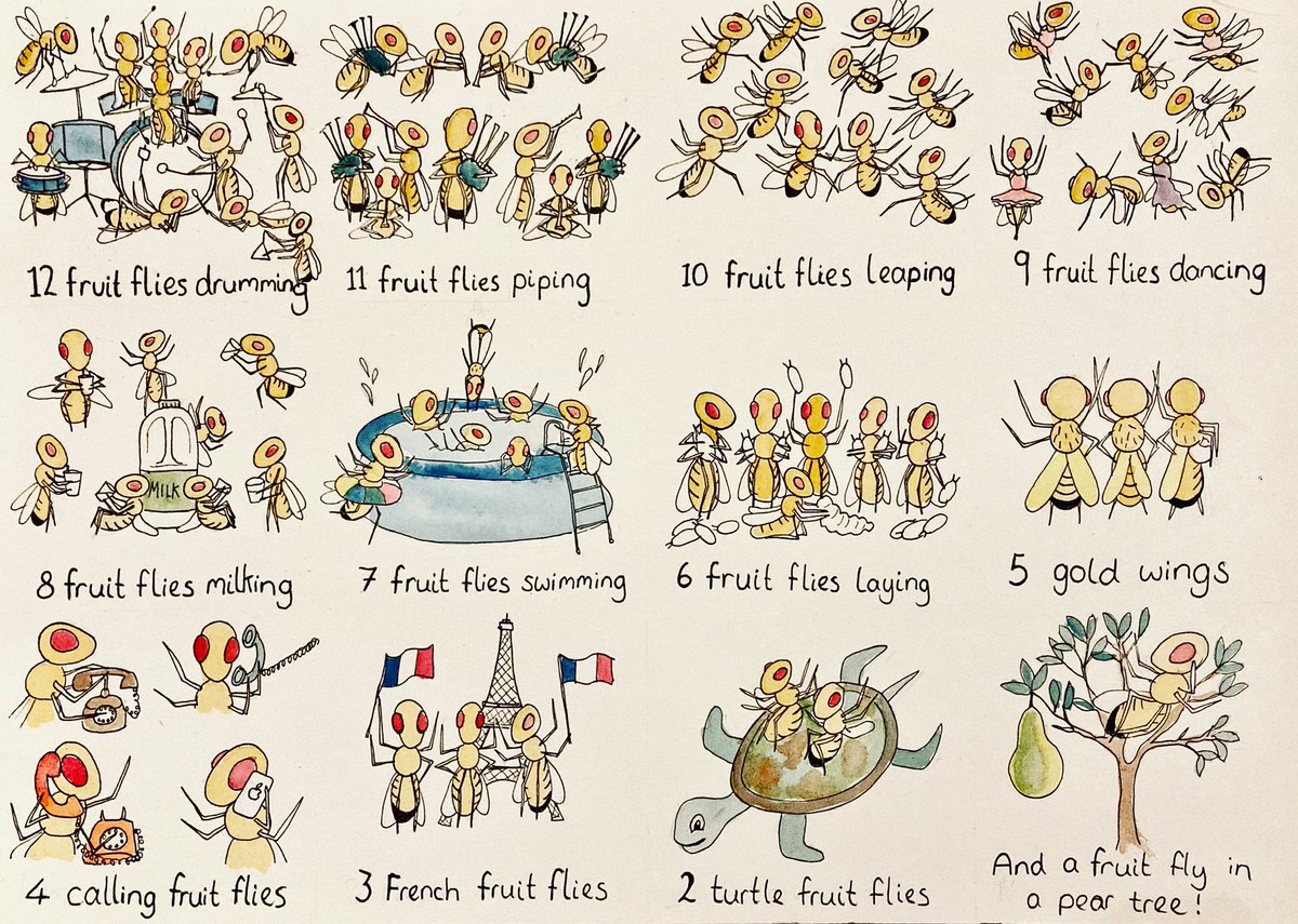 The 12 fruit flies of Christmas 
#Drosophila
