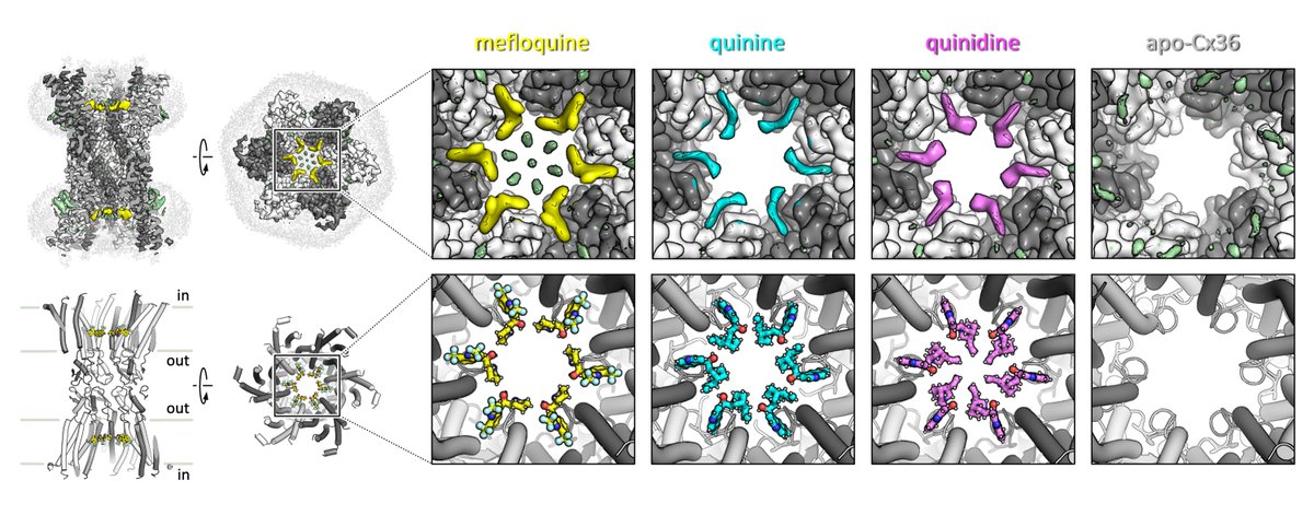 Korkhov Lab (@korkhovlab) on Twitter photo Our study, led by Xinyue Ding in collaboration with <a href="/gervasiolab/">Gervasio's Research Group (Protein Dynamics)</a>, exploring the molecular mechanisms of Cx36 gap junction channel inhibition by antimalarial drugs is now online👇
biorxiv.org/content/10.110… Our study, led by Xinyue Ding in collaboration with <a href="/gervasiolab/">Gervasio's Research Group (Protein Dynamics)</a>, exploring the molecular mechanisms of Cx36 gap junction channel inhibition by antimalarial drugs is now online👇
biorxiv.org/content/10.110…