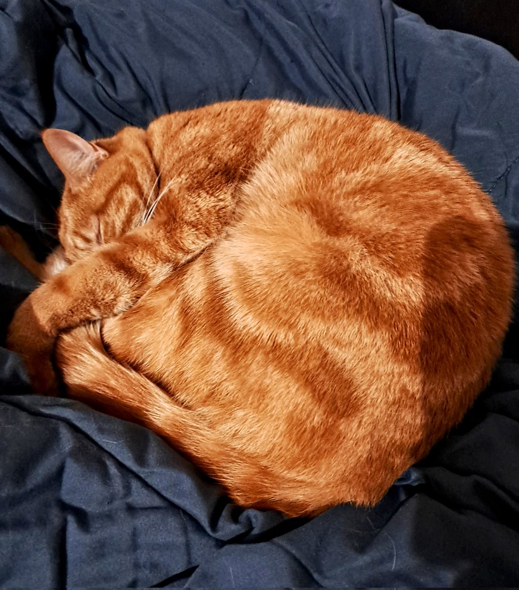 MadCookiesfr's tweet photo. Bonne nouvelle, Raoul est retrouvé !! Il se cachait dans un parking et prend un repos bien mérité 🥰🥰🥰
Un grand grand merci à tous !!!😘 https://t.co/4nfAdvV01i