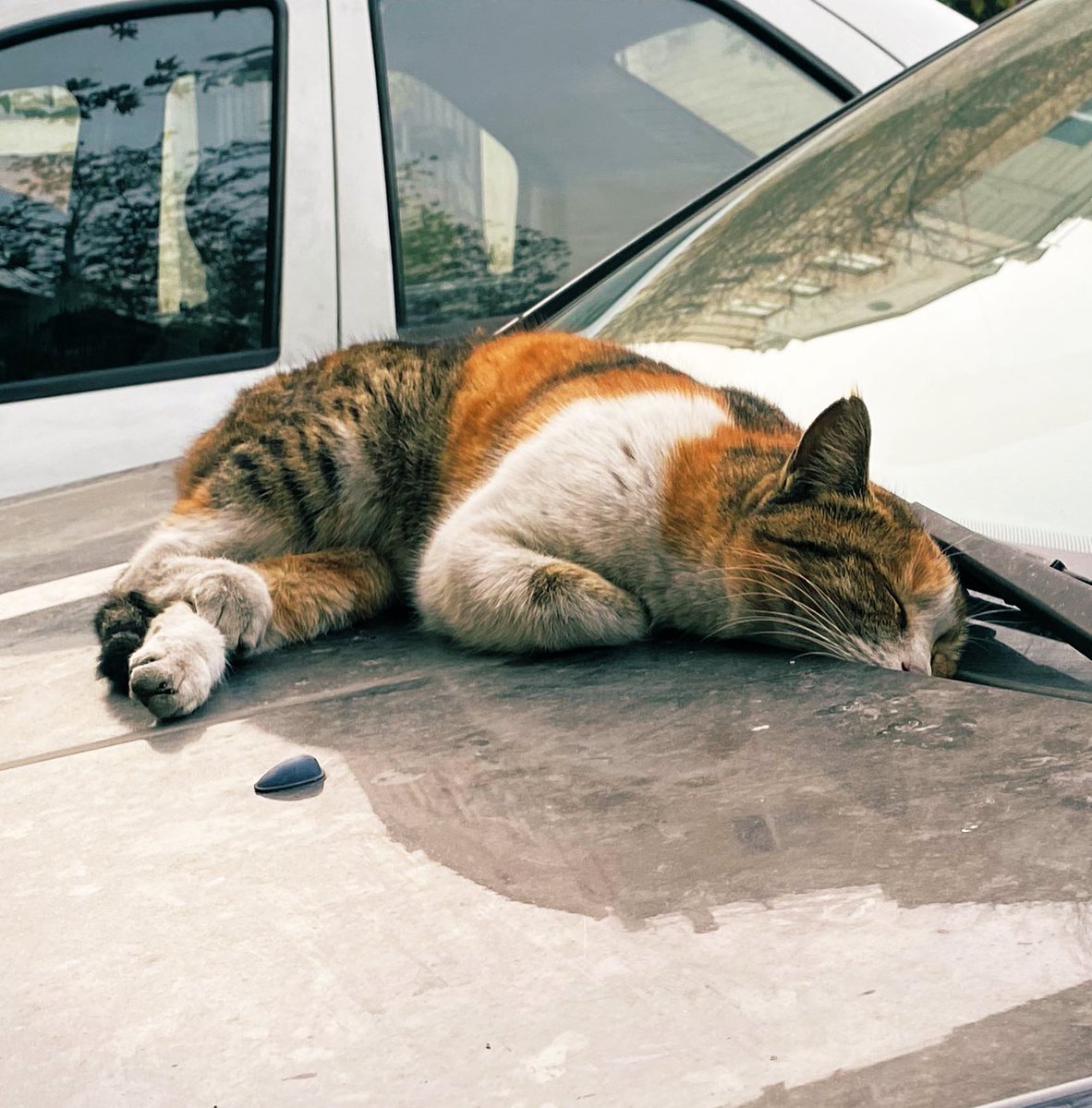 EmanSafavi's tweet photo. I feel you kitty, I really do. https://t.co/taVfKpKTFJ