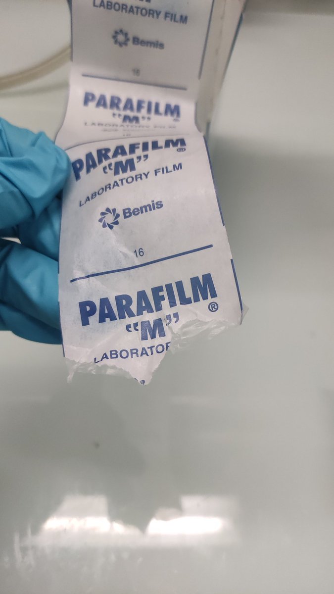 I mean why?.. 😪 someone woke up today and choose violence 😔😂😂😂😅😅 crimes against parafilm. #parafilmM