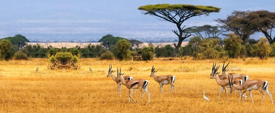 Ruma National Park located in Labwe Valley in Homabay County has exceptional wildlife mammals ranging from large ones to smaller ones. The mammals include Eastern Black Rhinos, Buffalos, Zebras  Roan Antelopes, gazelles, Cape, Lelwel hartebeests, Rothschild’s giraffes, Hyenas,