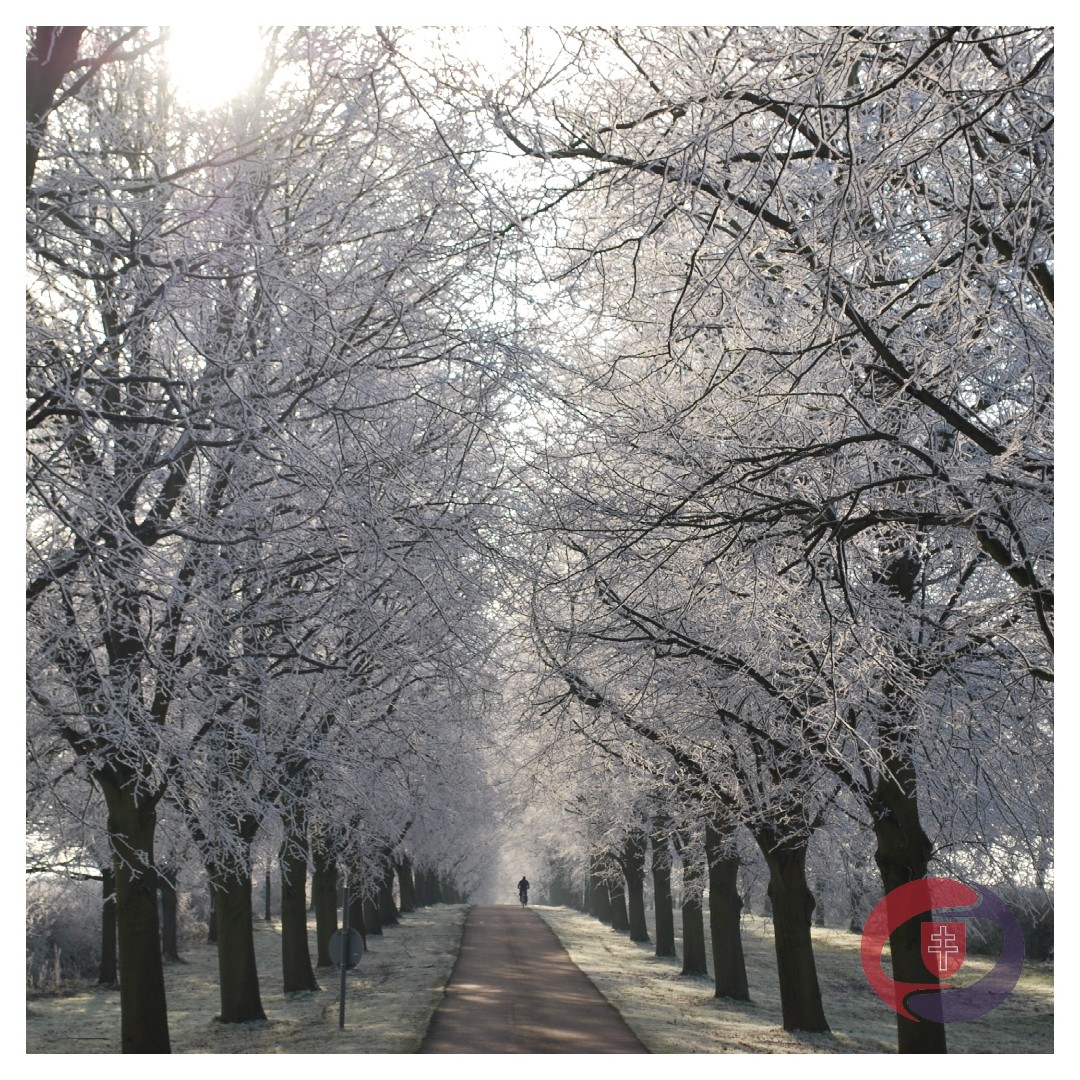We're dreaming of a white Christmas at New Hall so that we can see these beautiful scenes down the Avenue ❄️🌳

[📸: Winter, 2011/12]
