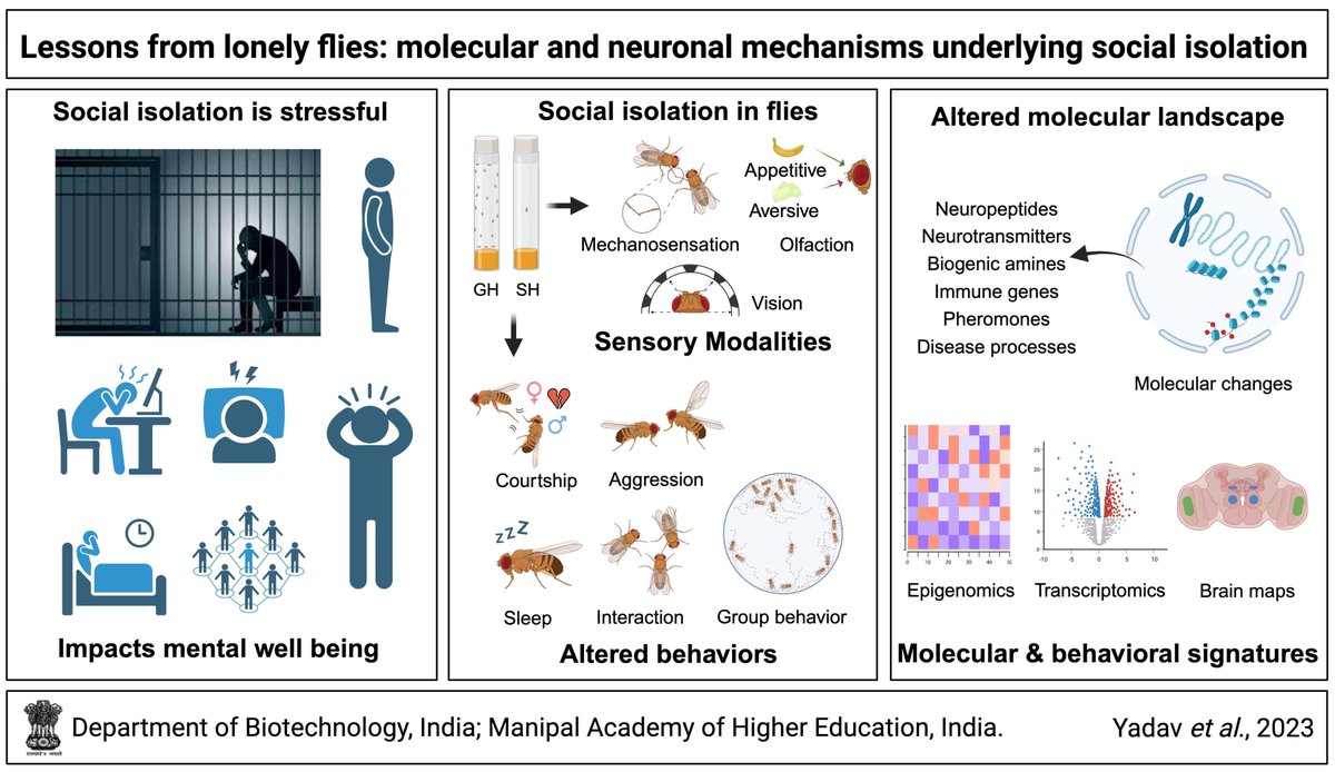 PavanAgrawalLab's tweet photo. Excited to share our latest work in Neuroscience &amp; Biobehavioral Reviews. CoVID19 lockdowns caused the largest mass #SocialIsolation &amp; #loneliness in human history. Ever wondered what happened to our brains &amp; behaviors? Lonely flies may have some answers!
https://t.co/BuF5MR70xO https://t.co/Fujnvad6yF