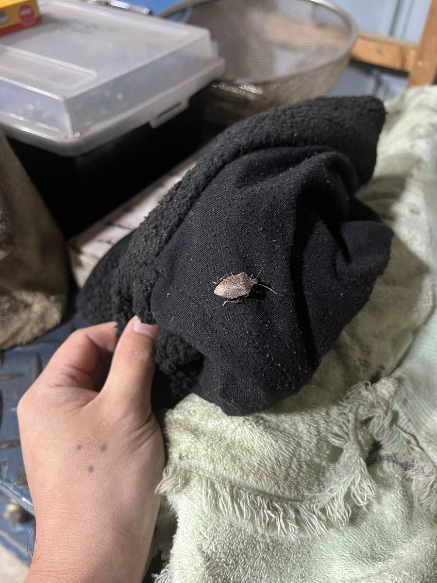 このクソ寒いのにまだいんのかよ　ボウフラとかは魚の生態系とか守るのに我慢したとしても　こいつは害でしかないから絶滅させるべきだと思う　#クサギカメムシ