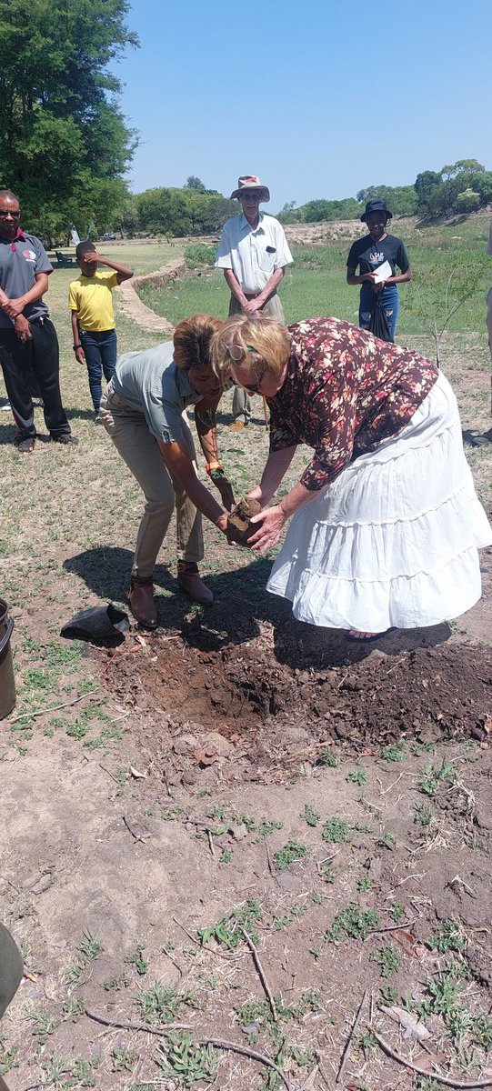BulawayoCentral's tweet photo. Today we celebrate trees, this National Tree Planting Day 🌱 

His Worship @DavidColtart and Hon @NicolaWatson13 joined EMA and @Zimparks planting indigenous trees @HillsideDams 

The Mayor spoke about the importance of trees, and his vision to plant more across the City of Kings https://t.co/ZzDD3ILe3M