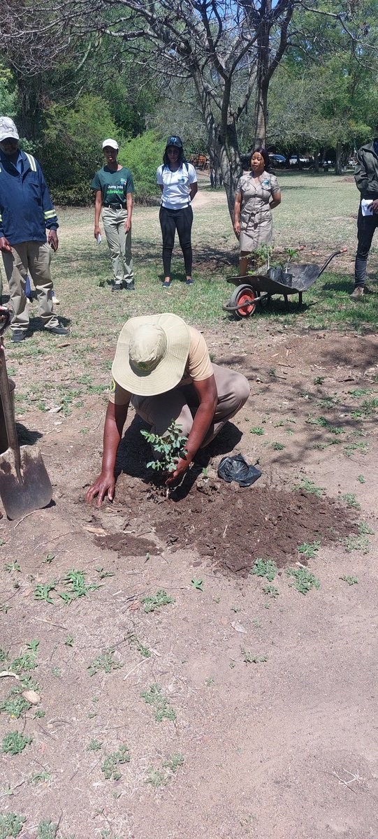 BulawayoCentral's tweet photo. Today we celebrate trees, this National Tree Planting Day 🌱 

His Worship @DavidColtart and Hon @NicolaWatson13 joined EMA and @Zimparks planting indigenous trees @HillsideDams 

The Mayor spoke about the importance of trees, and his vision to plant more across the City of Kings https://t.co/ZzDD3ILe3M