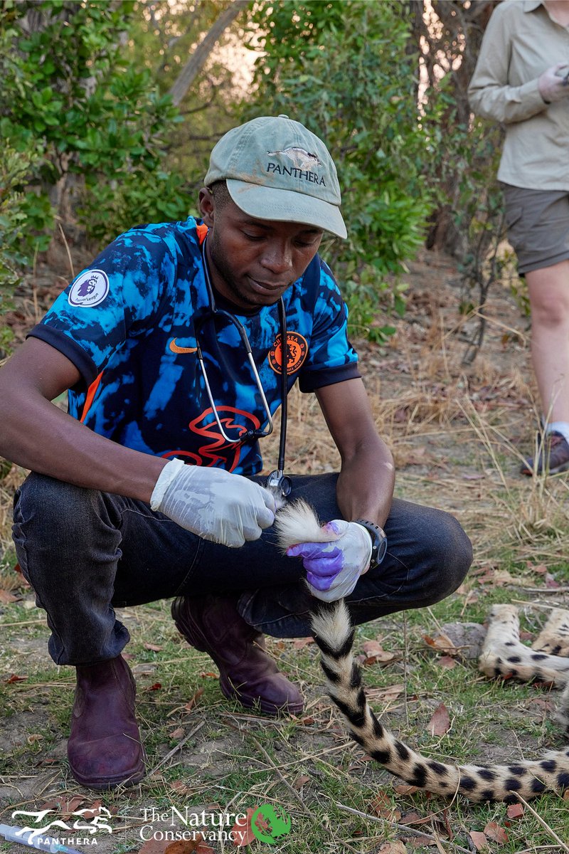 Nature_Africa's tweet image. 🌱 Discover how @PantheraCats &amp;amp; @Nature_Africa's work in Zambia's Kafue National Park benefits not just cheetahs like King, but also local communities through wildlife values programs, encouraging coexistence and sustainability. 🐆👉🏾 nature.org/en-us/about-us…

📸: © Andrea Porro
