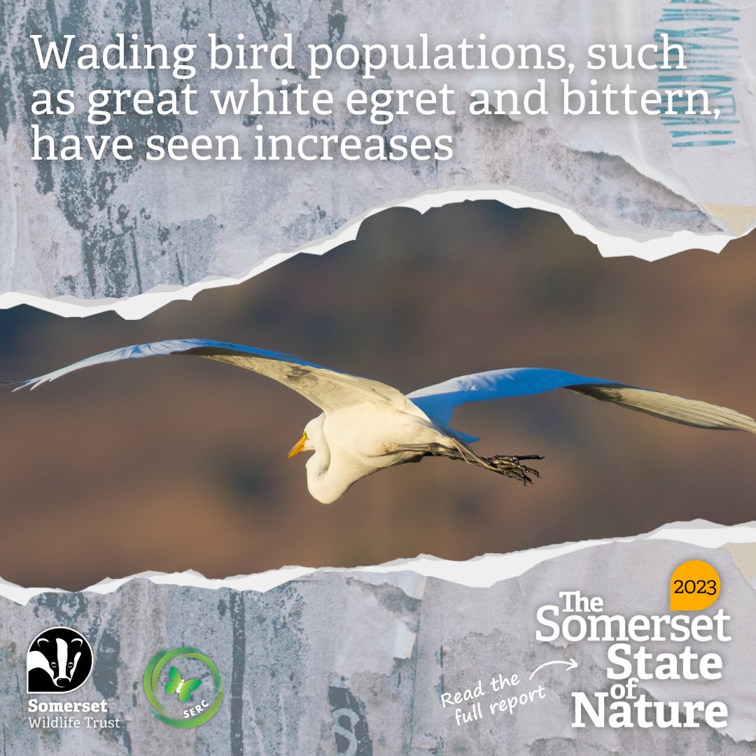 SomersetWT's tweet photo. Forty years ago, there were only two species of heron in the UK. Today, an incredible seven species can be found on the @AvalonMarshes. 👏

📖 Read more about our wading bird populations here: https://t.co/mDrKtpTdb1

#SomersetStateofNature #Somerset @SWTlevels https://t.co/r1SSOsg6KZ