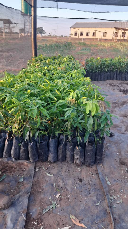 The trees keep coming, so we will keep working with communities to cultivate a positive culture of tree planting @UNDPZimbabwe #GEF6. This week we recieved 2,300 Tommy Atkins mangoe trees. For every 100 indigenous trees planted, community recieve five free mangoe grafted plants