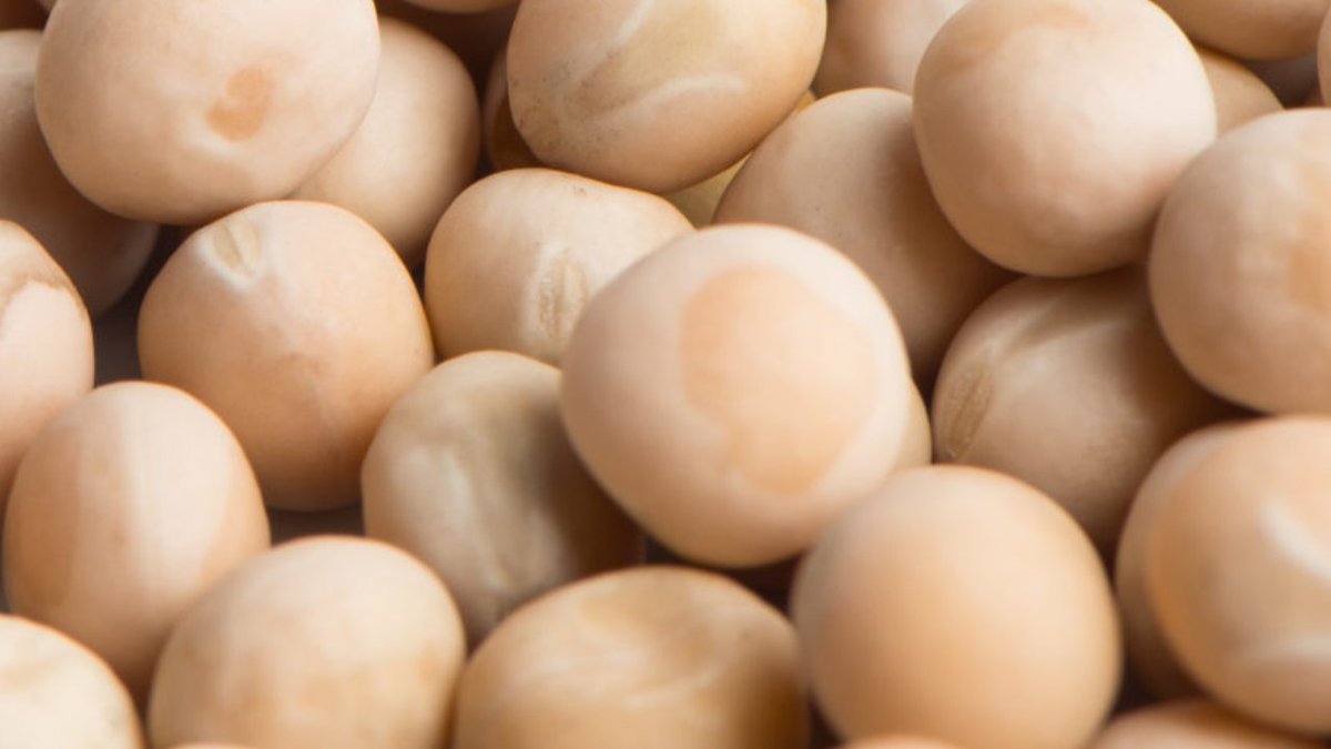 India has removed the import duty of #Yellowpeas due to which the international market has become quite hot.  This is the reason that today the local market of #Pakistan has seen a rise of 6 rupees per kg and the price of yellow Peas in Karachi has touched 133 rs/kg.