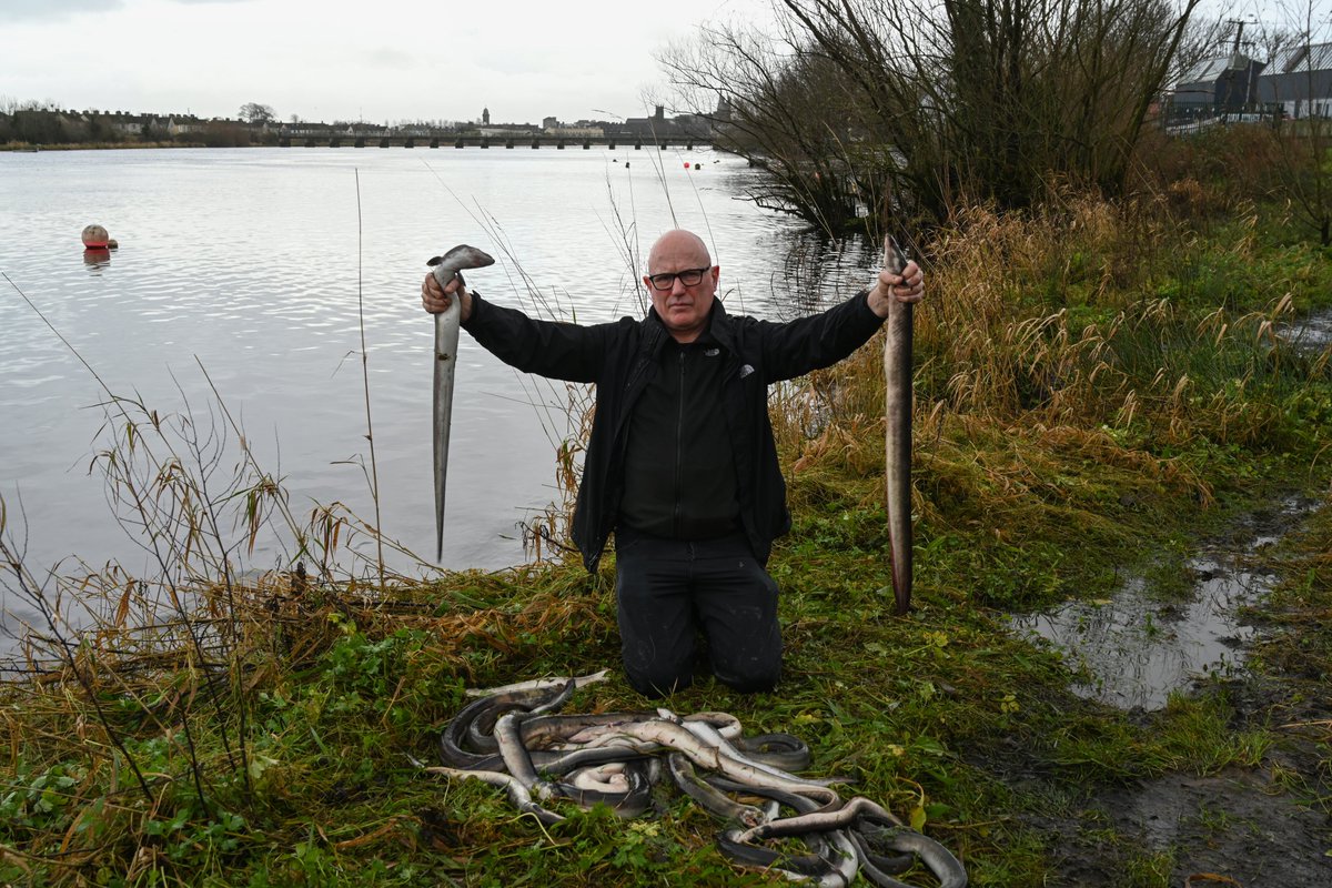 EcofactEcology's tweet photo. It's two years today since the major #eel kill occurred on the Lower River Shannon. Hundreds of dead and dying eels were present along the river downstream of the Ardnacrusha hydroelectric station after Storm Barra had passed on the morning of 8th December 2021. The storm created ideal conditions for the eels to run. However, @ESBGroup was abstracting 95% of the flow in the Lower River Shannon SAC at the time with no mitigation in place to stop critically endangered eels from entering the turbines. Eels are killed at this scheme every day, but most are never seen as they are either washed away, eaten by predators, or they die out at sea days later. The fact that so many were visible along the river on this day indicated that thousands had been killed. This was a wildlife crime and a fish kill. However, it was never investigated properly, and no action against ESB was taken. I offered to give a statement to @InlandFisherIE, but they never interviewed me. When I saw all these dead eels and was able to post the shocking videos and photos, I thought that this was the event that would finally change things. I was both saddened and angered to see the event downplayed by IFI, with no action being taken. During Storm Debi in November 2023, I showed how ESB was again not operating any mitigation for migrating eels and was diverting 97% of the flow in the SAC towards the unscreened turbines. The critically endangered European Eel urgently needs better protection. In 2007, the EU adopted the Eel Regulation. In response, Ireland banned traditional eel fishing in 2009 but has done little else to help the eel. Despite the Habitats Directive, Water Framework Directive, and Eel Regulation, ESB continues to manage the Lower River Shannon in the same way as in the 1930s.