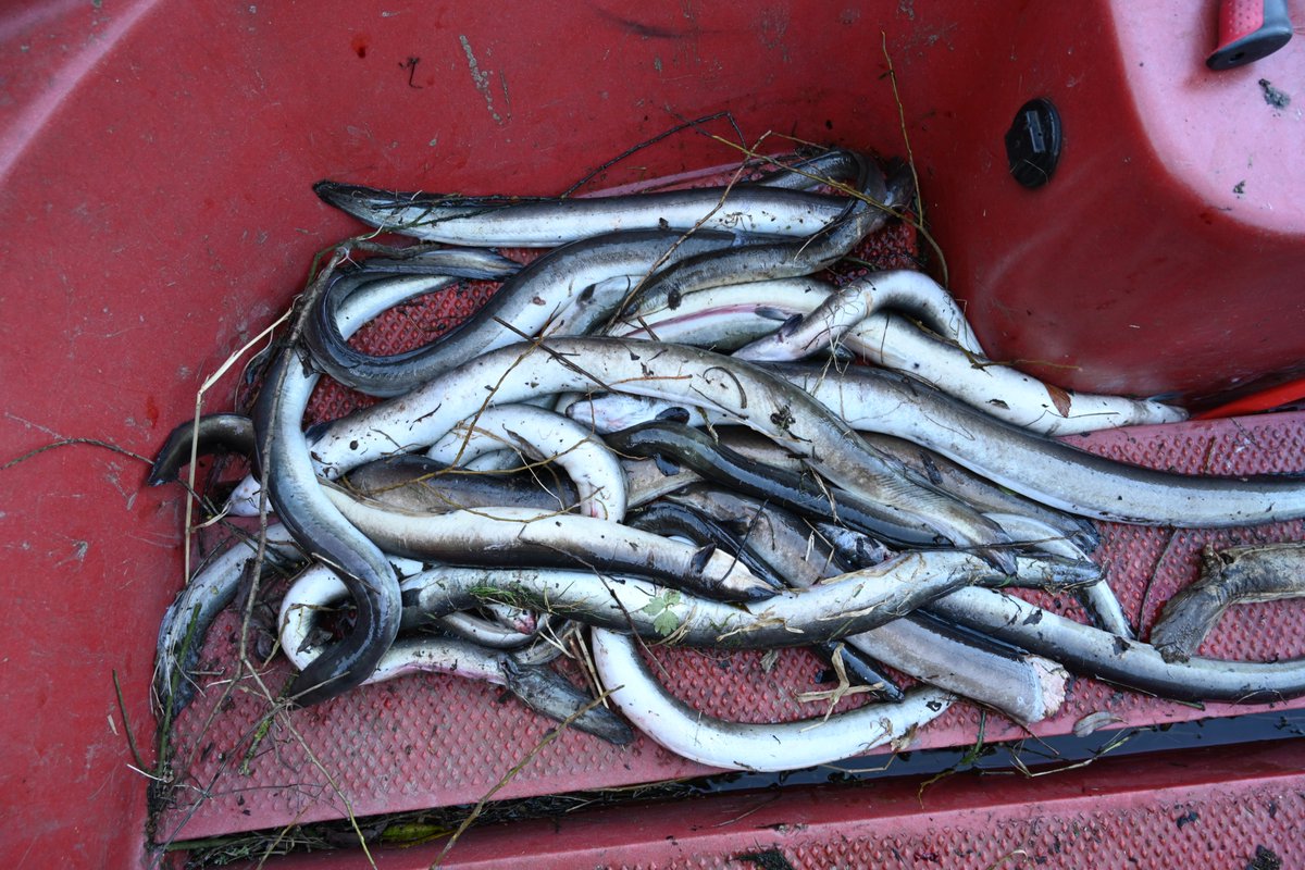 EcofactEcology's tweet photo. It's two years today since the major #eel kill occurred on the Lower River Shannon. Hundreds of dead and dying eels were present along the river downstream of the Ardnacrusha hydroelectric station after Storm Barra had passed on the morning of 8th December 2021. The storm created ideal conditions for the eels to run. However, @ESBGroup was abstracting 95% of the flow in the Lower River Shannon SAC at the time with no mitigation in place to stop critically endangered eels from entering the turbines. Eels are killed at this scheme every day, but most are never seen as they are either washed away, eaten by predators, or they die out at sea days later. The fact that so many were visible along the river on this day indicated that thousands had been killed. This was a wildlife crime and a fish kill. However, it was never investigated properly, and no action against ESB was taken. I offered to give a statement to @InlandFisherIE, but they never interviewed me. When I saw all these dead eels and was able to post the shocking videos and photos, I thought that this was the event that would finally change things. I was both saddened and angered to see the event downplayed by IFI, with no action being taken. During Storm Debi in November 2023, I showed how ESB was again not operating any mitigation for migrating eels and was diverting 97% of the flow in the SAC towards the unscreened turbines. The critically endangered European Eel urgently needs better protection. In 2007, the EU adopted the Eel Regulation. In response, Ireland banned traditional eel fishing in 2009 but has done little else to help the eel. Despite the Habitats Directive, Water Framework Directive, and Eel Regulation, ESB continues to manage the Lower River Shannon in the same way as in the 1930s.