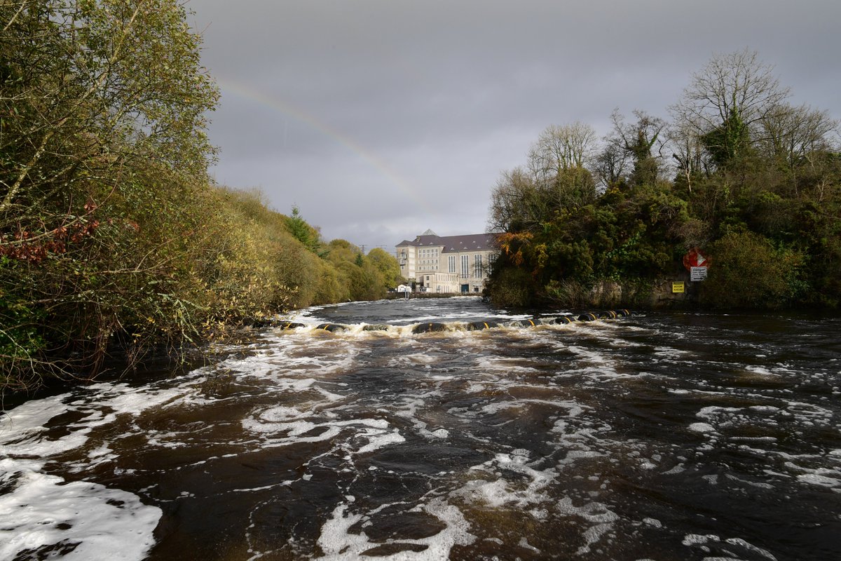 EcofactEcology's tweet photo. It's two years today since the major #eel kill occurred on the Lower River Shannon. Hundreds of dead and dying eels were present along the river downstream of the Ardnacrusha hydroelectric station after Storm Barra had passed on the morning of 8th December 2021. The storm created ideal conditions for the eels to run. However, @ESBGroup was abstracting 95% of the flow in the Lower River Shannon SAC at the time with no mitigation in place to stop critically endangered eels from entering the turbines. Eels are killed at this scheme every day, but most are never seen as they are either washed away, eaten by predators, or they die out at sea days later. The fact that so many were visible along the river on this day indicated that thousands had been killed. This was a wildlife crime and a fish kill. However, it was never investigated properly, and no action against ESB was taken. I offered to give a statement to @InlandFisherIE, but they never interviewed me. When I saw all these dead eels and was able to post the shocking videos and photos, I thought that this was the event that would finally change things. I was both saddened and angered to see the event downplayed by IFI, with no action being taken. During Storm Debi in November 2023, I showed how ESB was again not operating any mitigation for migrating eels and was diverting 97% of the flow in the SAC towards the unscreened turbines. The critically endangered European Eel urgently needs better protection. In 2007, the EU adopted the Eel Regulation. In response, Ireland banned traditional eel fishing in 2009 but has done little else to help the eel. Despite the Habitats Directive, Water Framework Directive, and Eel Regulation, ESB continues to manage the Lower River Shannon in the same way as in the 1930s.