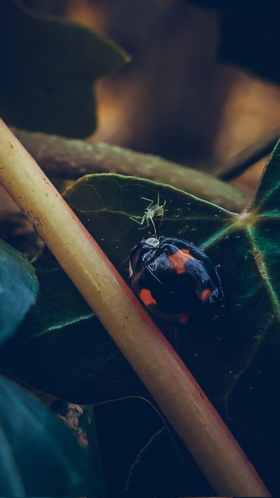 Having a gossip 🐞🕷️ #NaturePhotography #macro #photooftheday #photography