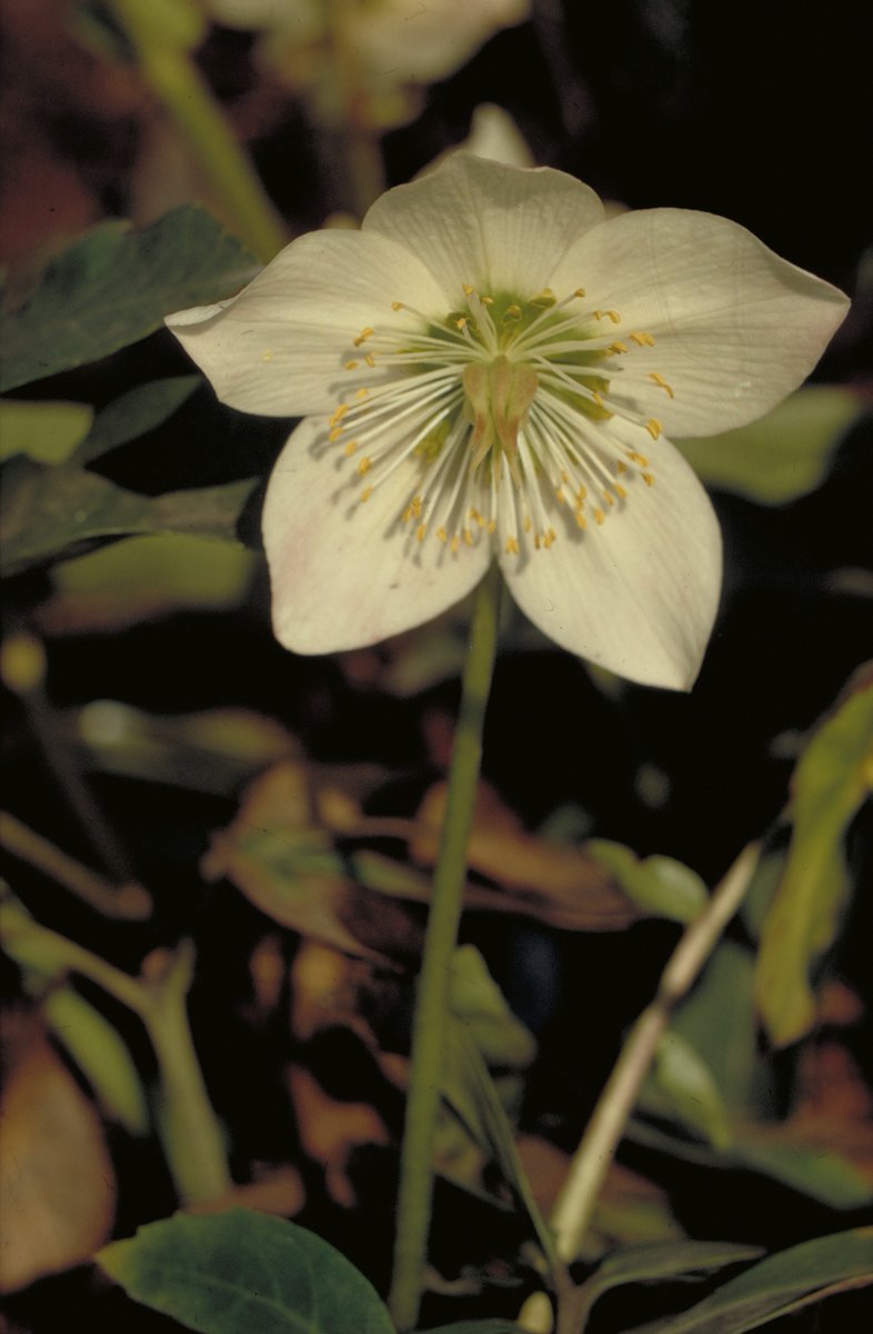 Helleborus niger, die Christrose, blüht im Winter mit imposanten weißen Blüten 🌼 und heißt deshalb auch Schneerose. Die #Heilpflanze🌿 wird auch in der #Homöopathie👍 bei verschiedenen Krankheiten angewendet. Wir wünschen euch einen schönen zweiten Advent 🕯️🕯️