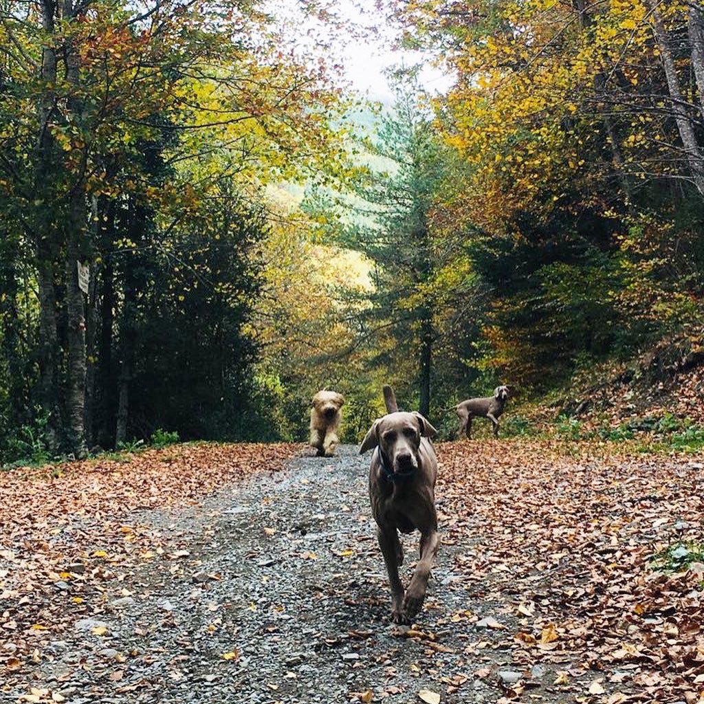 VIDA Verneda tweet media