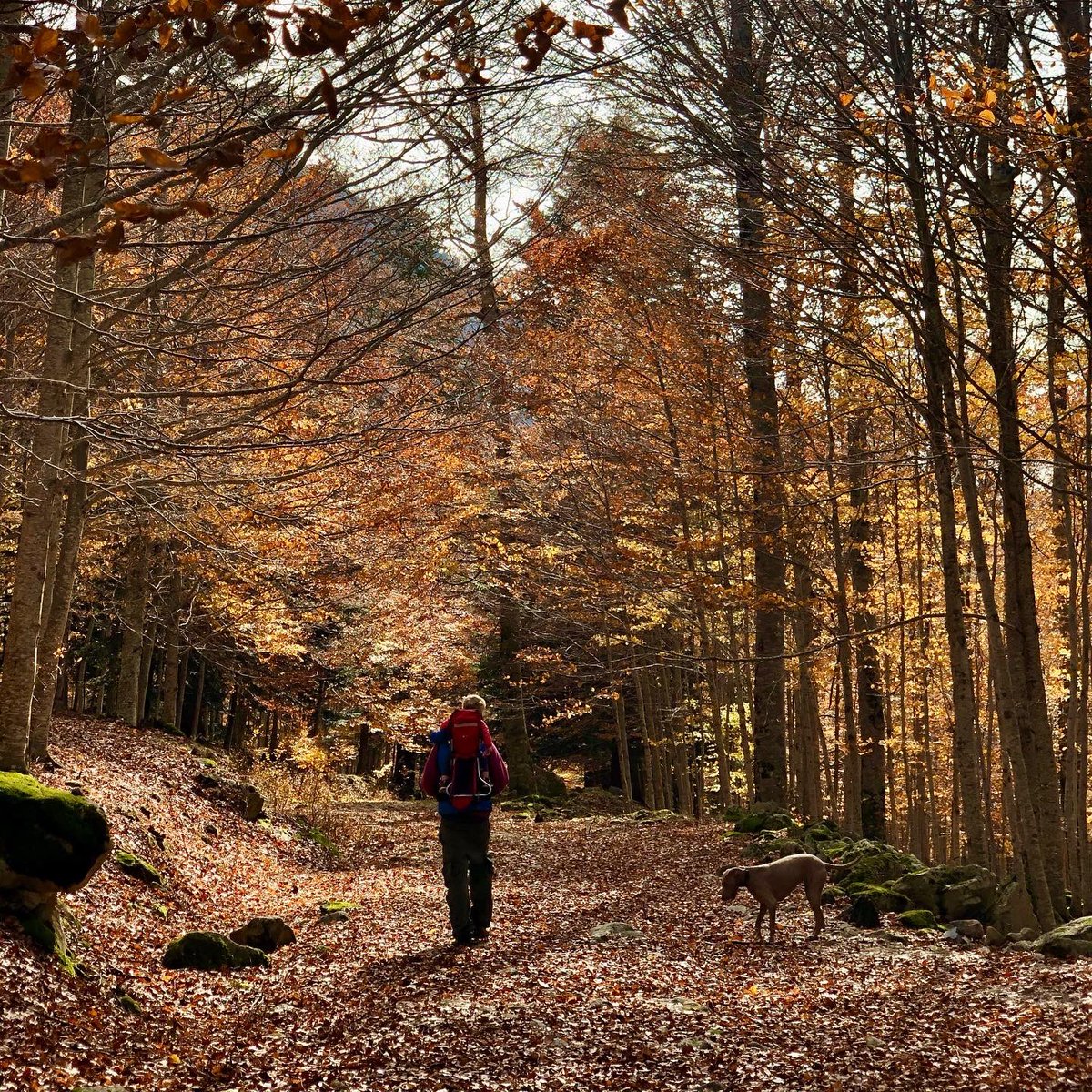 Y si este puente has venido con tu perrete, estas son las excursiones que te recomendamos:

1️⃣ Bosque de Carlac
2️⃣ Camin Reiau
3️⃣ Bosque de Conangles

Cálzate unas botas y vete a caminar con tu peludo/a 💚
