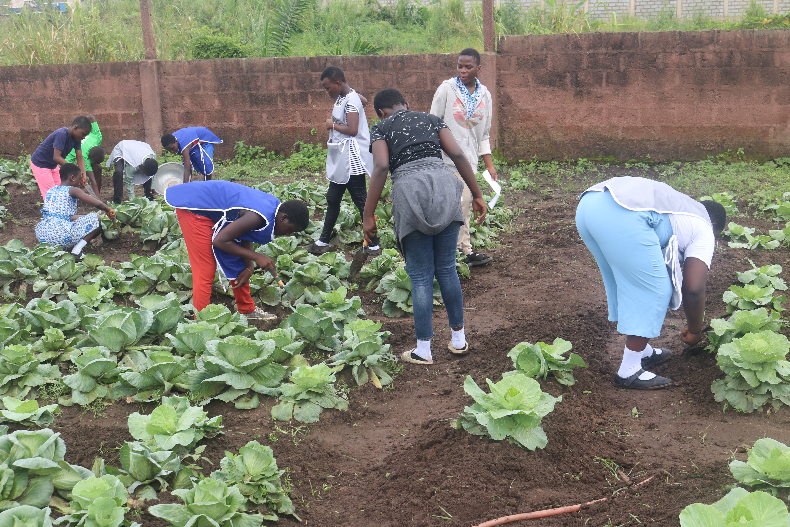 ghana_ecm's tweet photo. Farm-to-school provides students a complete learning zones to equip them with first-hand knowledge in crop management .Here are learners of Haven of Hope Academy (A project of Every Child Ministries), working, learning and managing their cabbage crop to avoid pest infestation. https://t.co/1ulNr0efSI