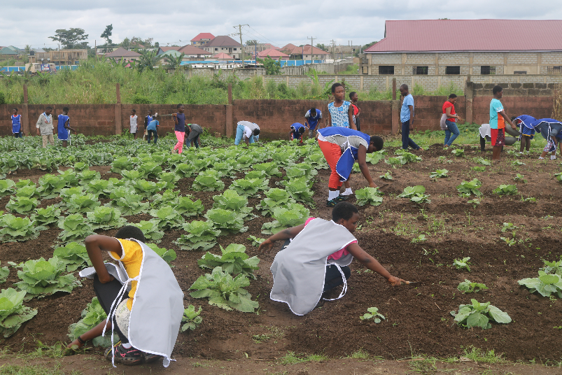 ghana_ecm's tweet photo. Farm-to-school provides students a complete learning zones to equip them with first-hand knowledge in crop management .Here are learners of Haven of Hope Academy (A project of Every Child Ministries), working, learning and managing their cabbage crop to avoid pest infestation. https://t.co/1ulNr0efSI