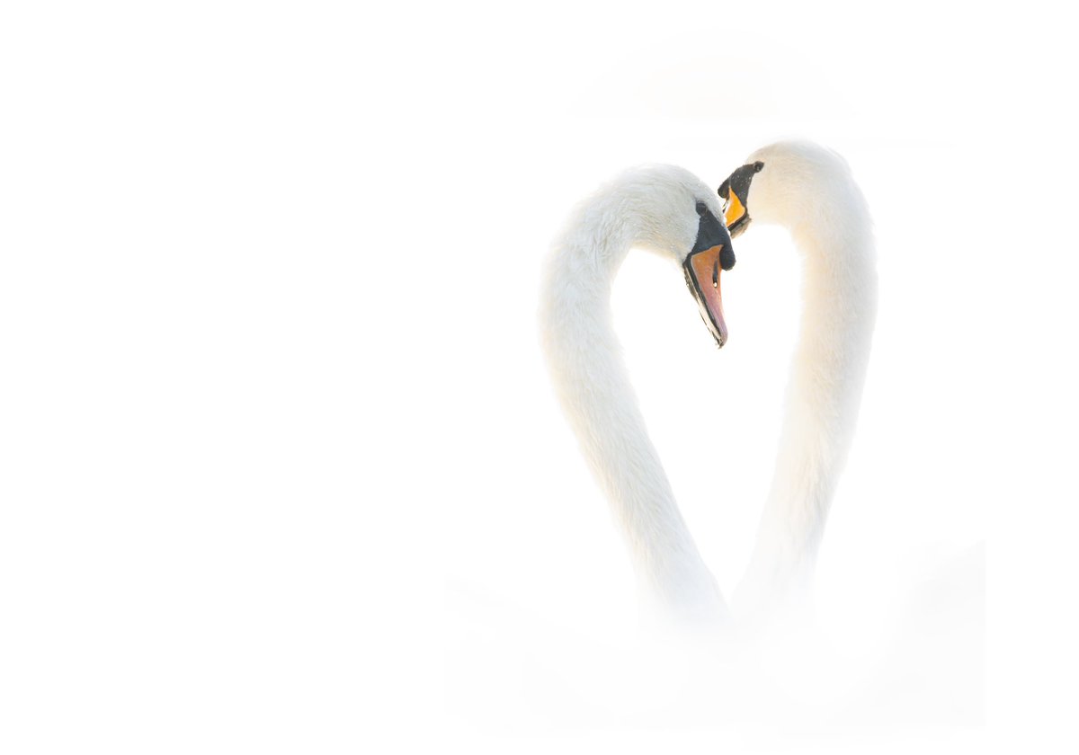 The symbol of love. Show me your best swan photos! #wildlife #love #wildlifephotography #duck #swan #birds #birdphotography #ukwildlife