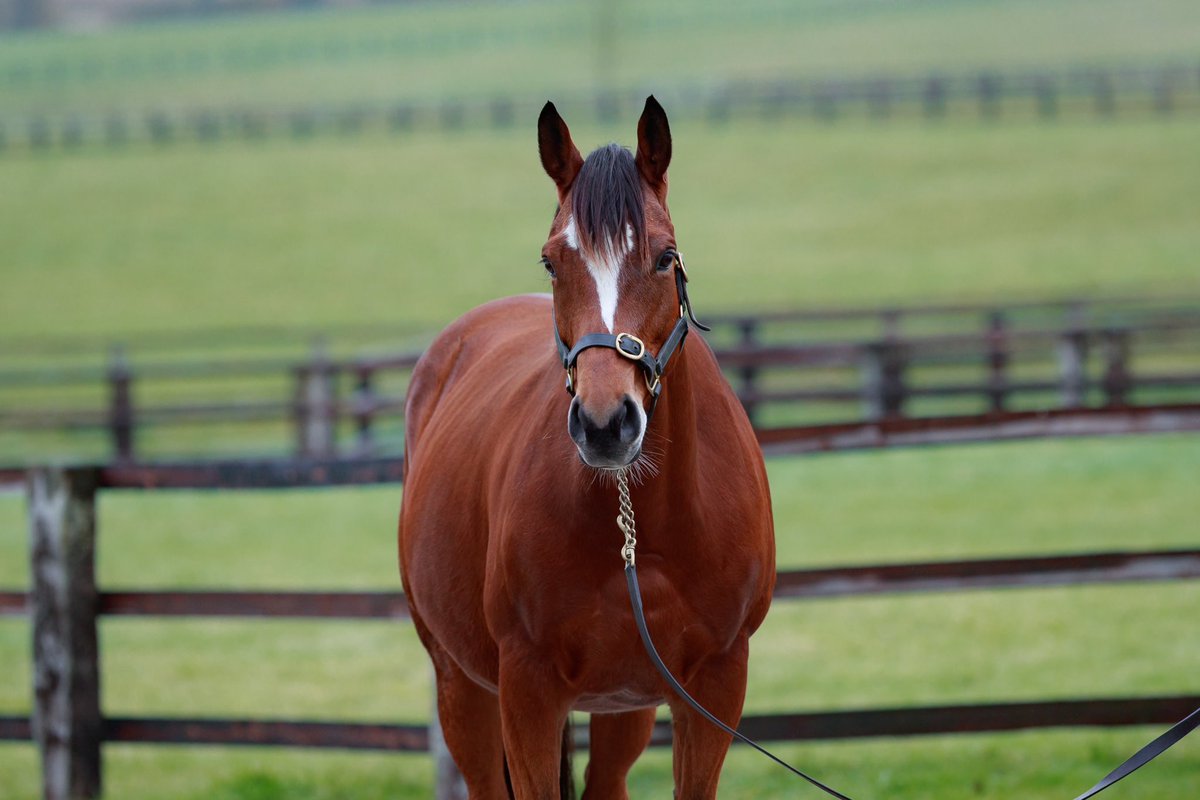 SamMartinsBarro's tweet photo. Here is the exceptional Prix de Diane Gr.1 Classic Winner Mare CHANNEL covered this year by the remarkable WOOTTON BASSETT @coolmorestud consigned by @La_Motteraye at the @InfoArqana December Deauville Breeding Sales lot 215 @theTDN @Jour_de_Galop https://t.co/iMekutdRb9