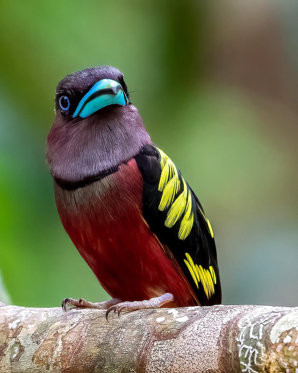 Banded broadbill 🤎💛 By kinlfong