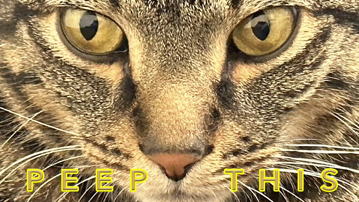 New show idea!  Oh, and meet Zinck.  He got tired of not being included so he gave me no choice this time...#PeepThis #ComingSoon #music