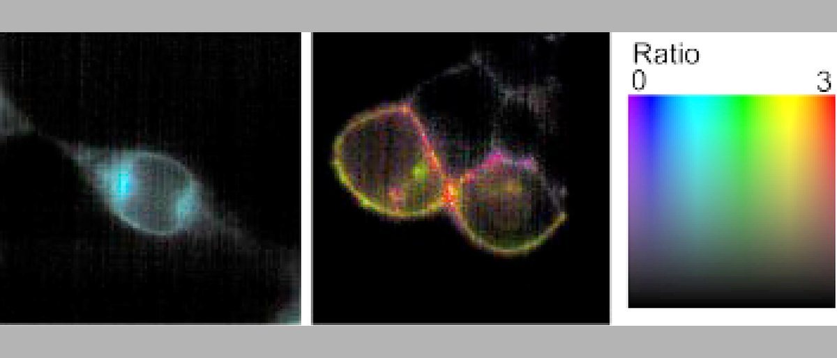 In order for immune cells to do their job, they need to know against whom they should direct their attack. Research teams @Uni_WUE & @Uniklinikum_Wue have identified new details in this process. @NatureComms @UBirmingham #Immunology #SingleCell #T-Cell uni-wuerzburg.de/en/news-and-ev…