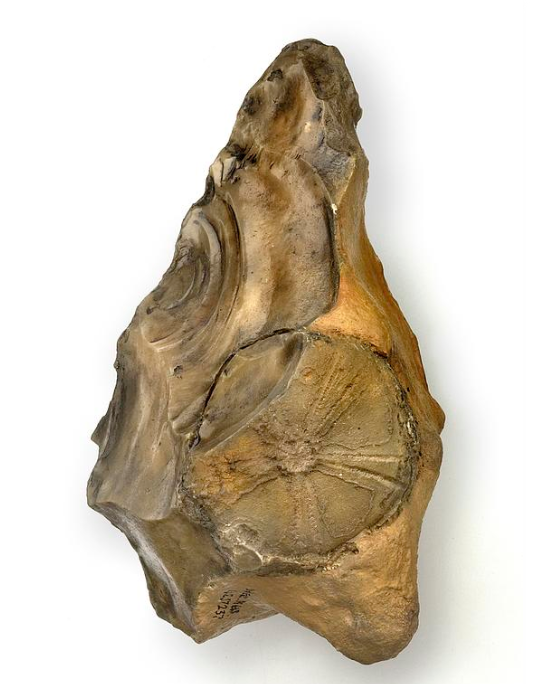 The echinoid in this 400,000 year old handaxe from Swanscombe, Kent, had quite a journey. Surviving Cretaceous seas, Ice Age rivers, Neanderthal society, more rivers, and through to our scientific record. 
One for #FlintFriday and #FossilFriday