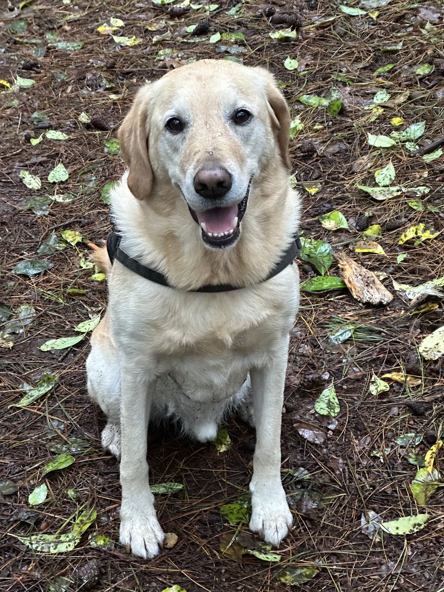 Yuki, 🦴afide tweet media