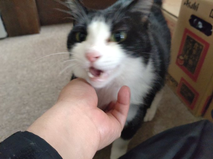 友人宅のねこ「テツ」
太い、でも顔がいい。
撫でろとよってきて撫でるとおあーんと気持ちよさそうになく。
お前…あざといな… 