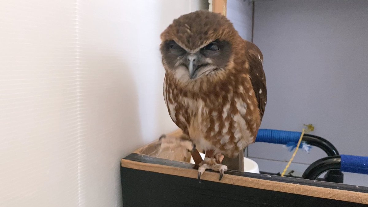 フクロウの日常生活チャンネル tweet media