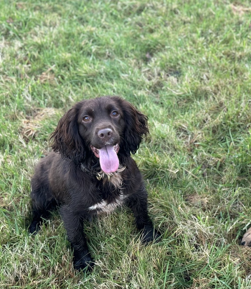 TPD’s Harrison and Wilma licensed this week to become PDs. 

They have successfully completed their six week specialist course and have now returned to force to put their noses to work.

Harrison came from local breeder whilst Wilma was a rescue from the local <a href="/RSPCA_official/">RSPCA (England & Wales)</a> 🐾