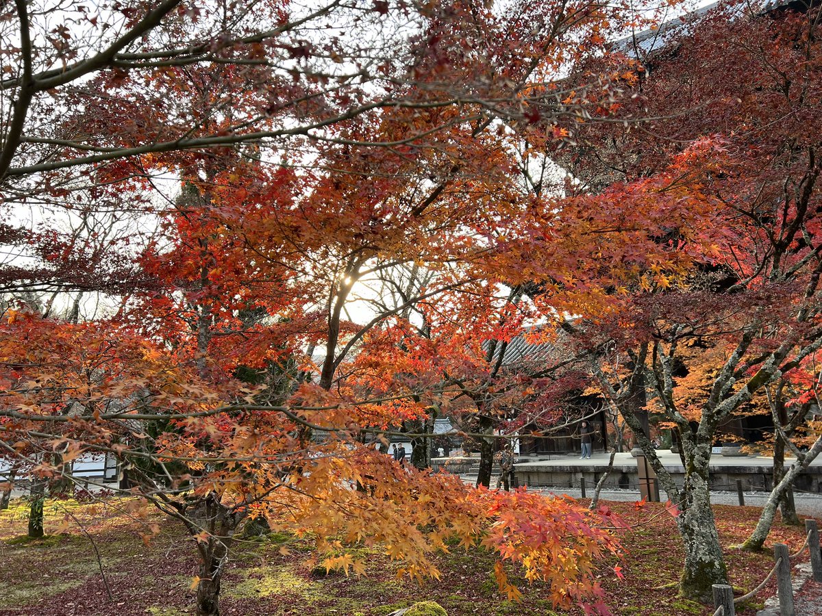 tocokyoto's tweet photo. 南禅寺の紅葉🍁見頃はちょっと過ぎていますが、まだ色づいてるものもあります。それにしても、もみじと大きな三門の組み合わせがなんともカッコよかった...。 https://t.co/fKJMVG8UUN