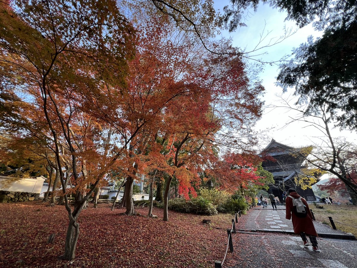 tocokyoto's tweet photo. 南禅寺の紅葉🍁見頃はちょっと過ぎていますが、まだ色づいてるものもあります。それにしても、もみじと大きな三門の組み合わせがなんともカッコよかった...。 https://t.co/fKJMVG8UUN