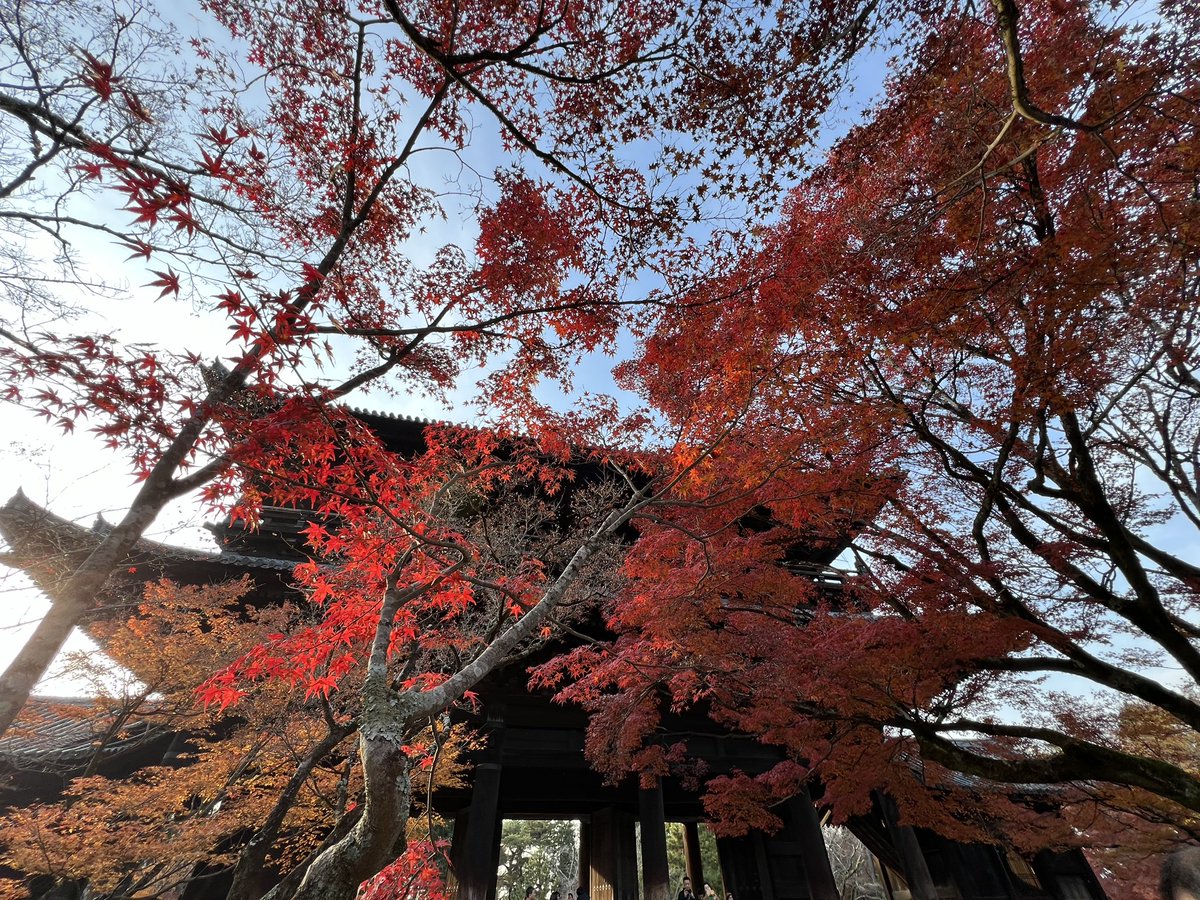 tocokyoto's tweet photo. 南禅寺の紅葉🍁見頃はちょっと過ぎていますが、まだ色づいてるものもあります。それにしても、もみじと大きな三門の組み合わせがなんともカッコよかった...。 https://t.co/fKJMVG8UUN