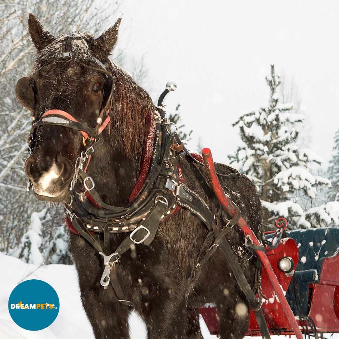 Oh, what fun it is to ride in a one-horse open sleigh!

dreampets.co.uk

 #OneHorseOpenSleigh #WinterWonderland #SleighRide #ChristmasCheer #PetHorse #Horses #Equestrian #WinterPony